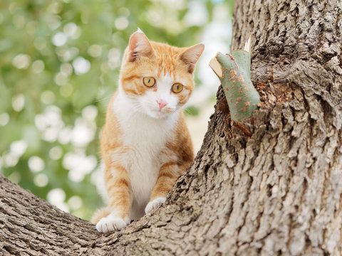 When cat meets dog, frightened cat standing on tree staring at a dog not in camera, adorable kitten ready to escape.