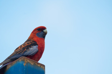 Beautiful Crimson rosella perched