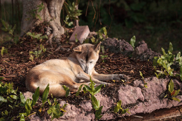 Old elderly New Guinea Singing Dog Canis lupus dingo