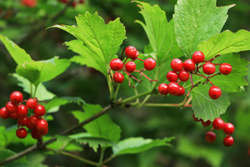 Obraz premium Branches of red viburnum. View number two. Close-up.