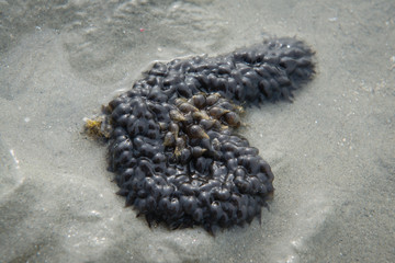 Cuttlefish eggs exposed in the shallow water during low tide