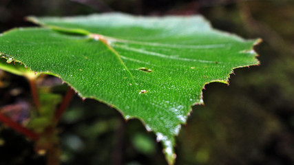 morning leaf Mata Atlantica