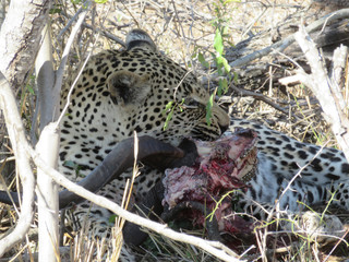 Leopard feeding on male nyala with skull and jaw bones exposed