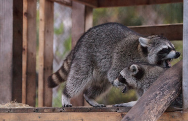 Playing raccoon Procyon lotor pair on a porch