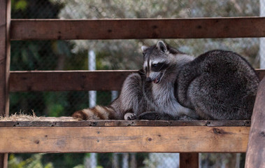 Playing raccoon Procyon lotor pair on a porch