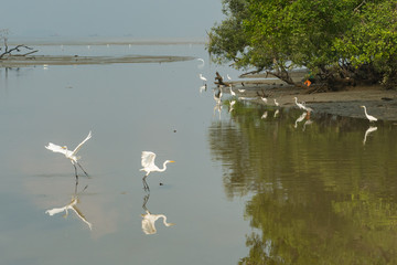 Egrets taking off at river mount mangrove area