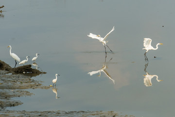 Egrets taking off at river mount mangrove area