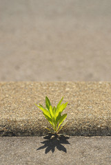 草　アスファルト　素材