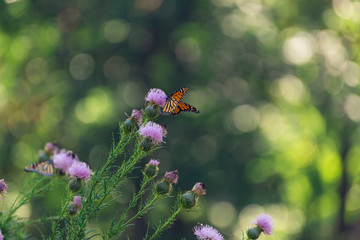 monarch butterfly on a purple flower