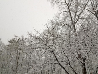 Snowy Tree Winter