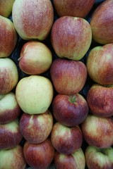 Apples variety Jangold lot