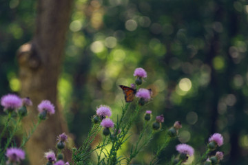 monarch butterfly on a purple flower
