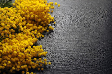 Acacia dealbata Mimosa ft81043256 银荆 