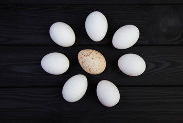 Goose egg and chicken eggs on a black wooden background. The difference in the size of eggs of various birds