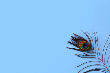Single peacock feather on blue surface
