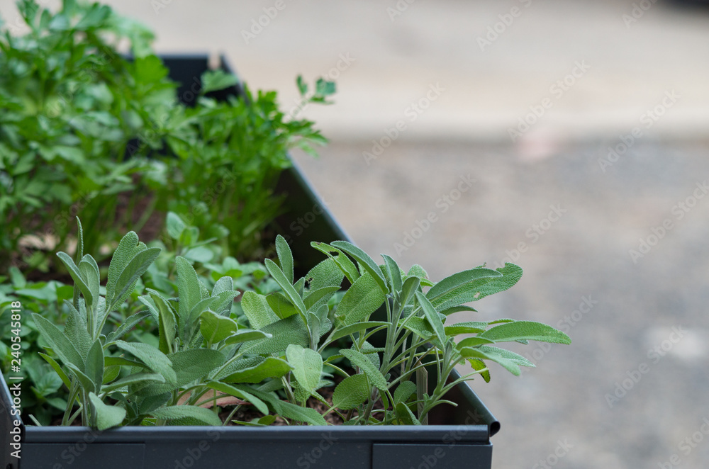 Wall mural homemade herb garden