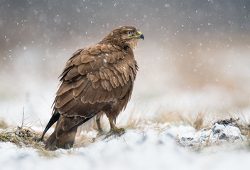 Common buzzard (Buteo buteo)