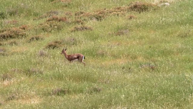 Israeli mountain gazelle in the field