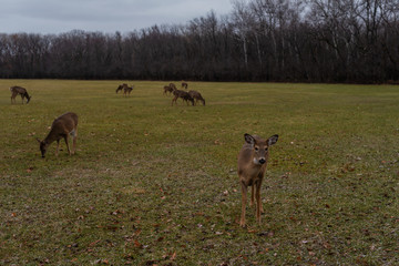 Fallow deer in the forest