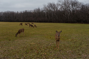 Naklejka na ściany i meble herd of deer in a field