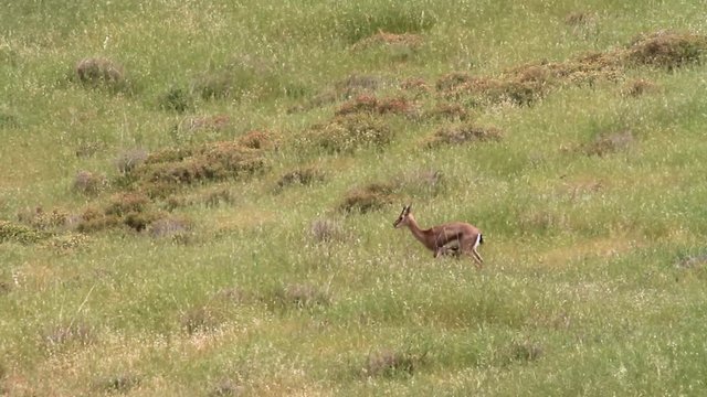 Israeli mountain gazelle in the field