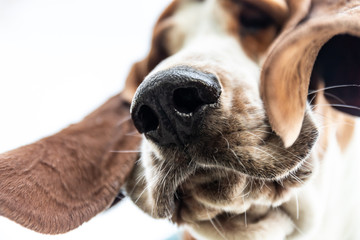 Beautiful brown and white Basset Hound dog with big ears and muzzle. Simpatico friendly dog with sad look and look and the cold clothes in his house in the yard the tracker sniffs