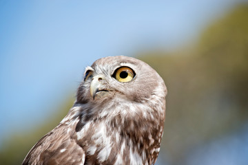 barking owl
