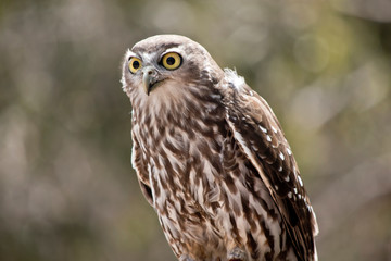 barking owl