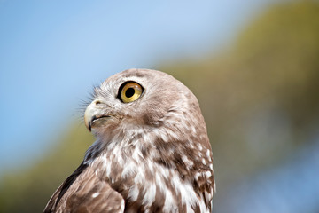 barking owl