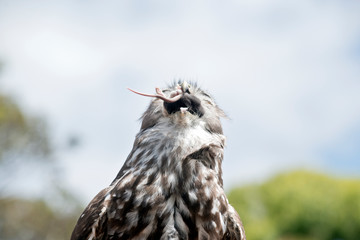 barking owl