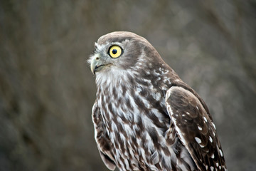 barking owl