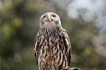barking owl