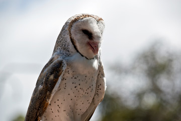 barn owl