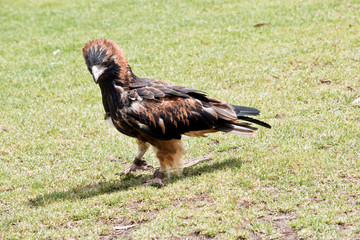 black breasted buzzard