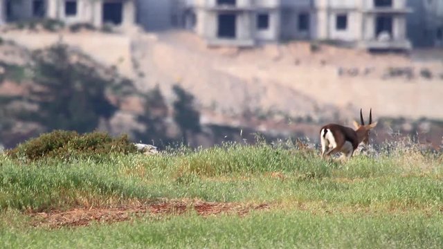 Israeli mountain gazelle in urban place