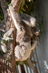 mother and joey koala