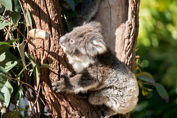 A joey Australian koala