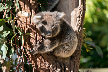 A joey Australian koala