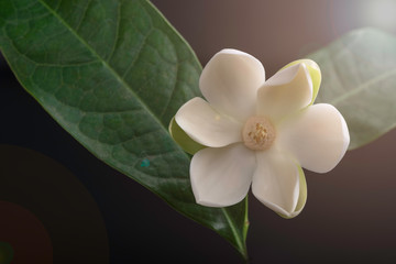 Fototapeta na wymiar White magnolia flower and green leaf on isolated black background.