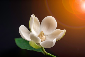 White magnolia flower and green leaf on isolated black background. - obrazy, fototapety, plakaty