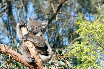 An Australian koala