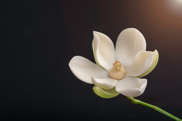 Fototapeta na wymiar White magnolia flower on isolated black background.