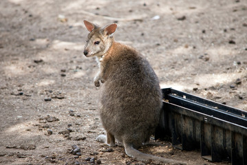red necked pademelon