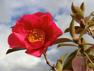 冬を艶やかに彩るサザンカ © with Happiness