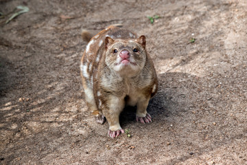 spotted quoll