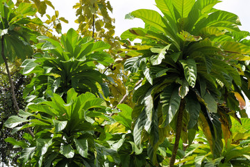 Amazing tropical plant. Philippines. Palawan.
