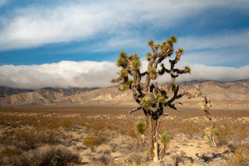 Joshua Tree in mountains of Mojave Desert
