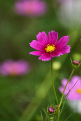 Obraz premium 濃いピンク色のコスモス