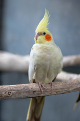 可愛い オカメインコ ルチノー インコ ほっぺた 赤い 小鳥 ペット 白 クリーム 黄色いとさか 鳥好き