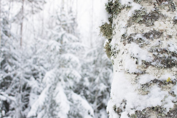 Winter birch forest bokeh abstract background